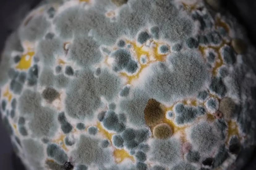 closeup of mold