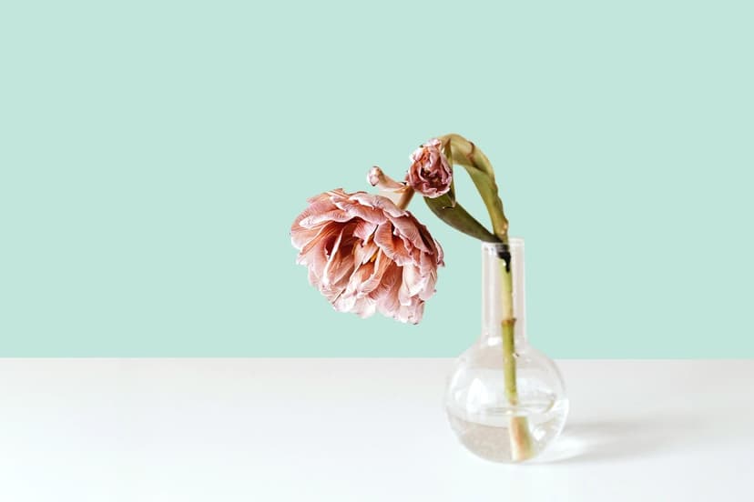 wilting flower
