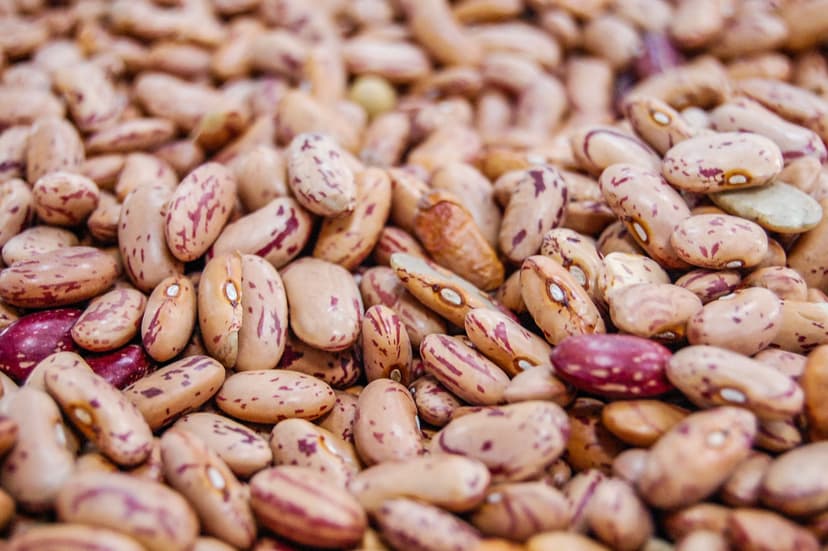 antinutrient lectins in beans