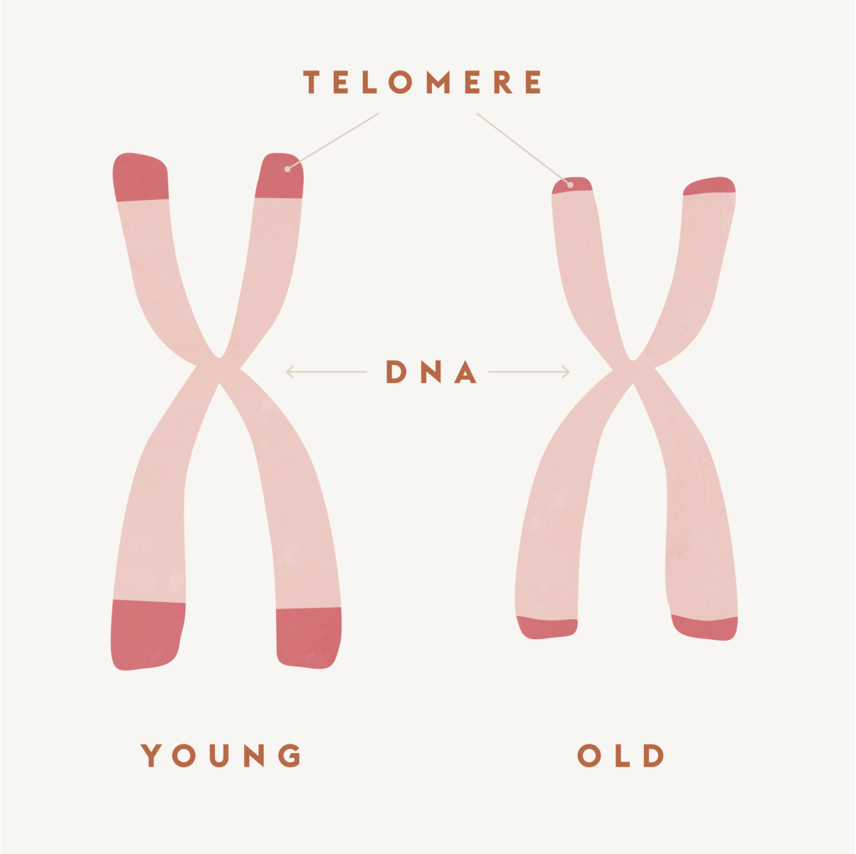 telomeres
